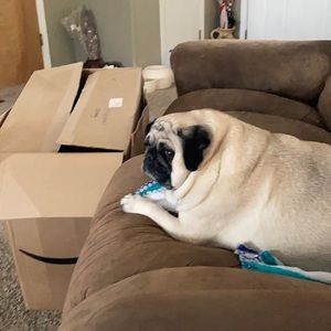 Meet your Posher, Sam